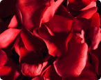  Close up shot of a red flower.