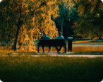  Picture of two people sitting on a bench outside durng the fall season under a stree with yellow leaves.